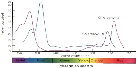 Chlorophyll a b spectrum 3