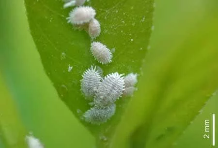 Closeup of mealy bug a common cannabis pest sm