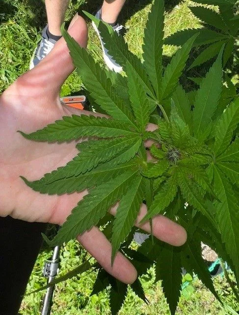 Curling of cannabis leaf disease