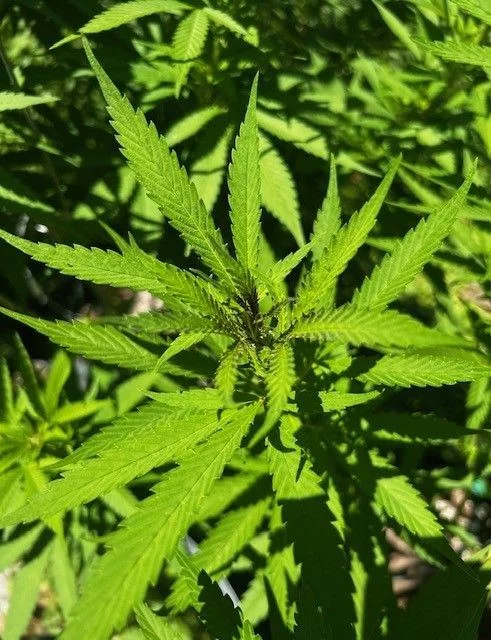 Dark purple cannabis leaf disease