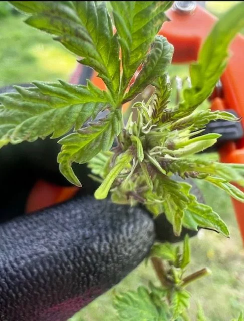 Dark purple disease cannabis leaf