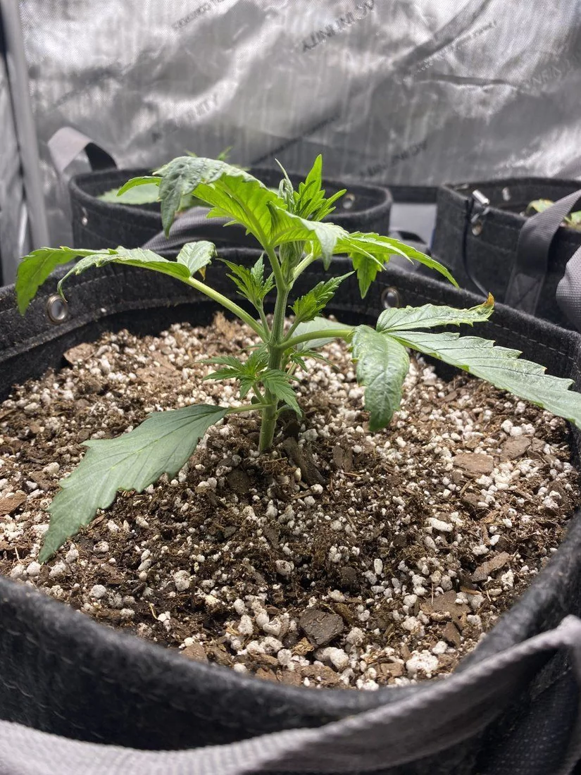 Day 16  having some leaf issues 3