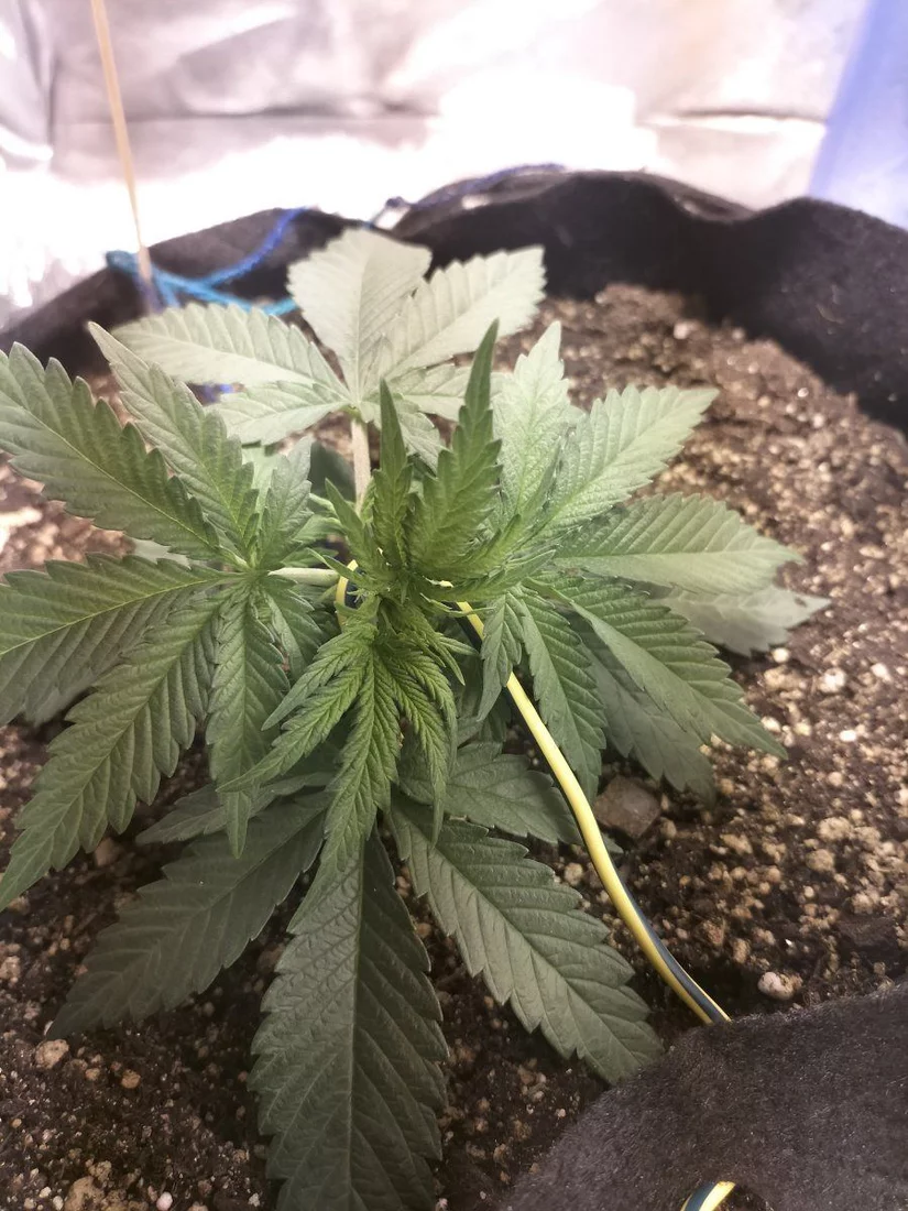 Day 21 1 LST 1