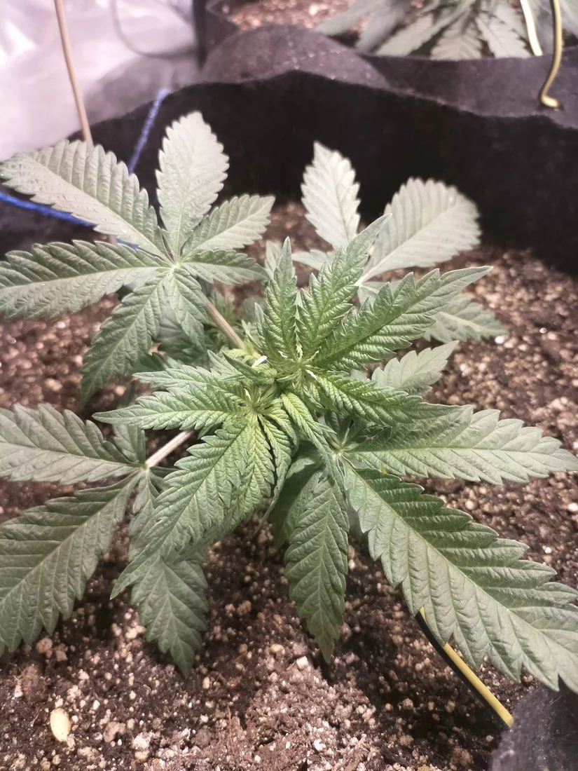 Day 21 2 LST 1
