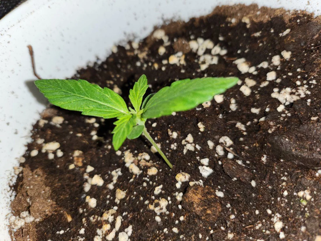 Day 8 of my first grow 2