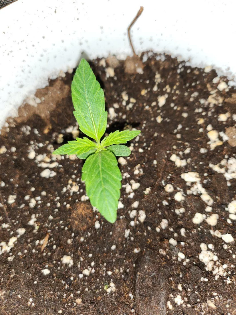 Day 8 of my first grow