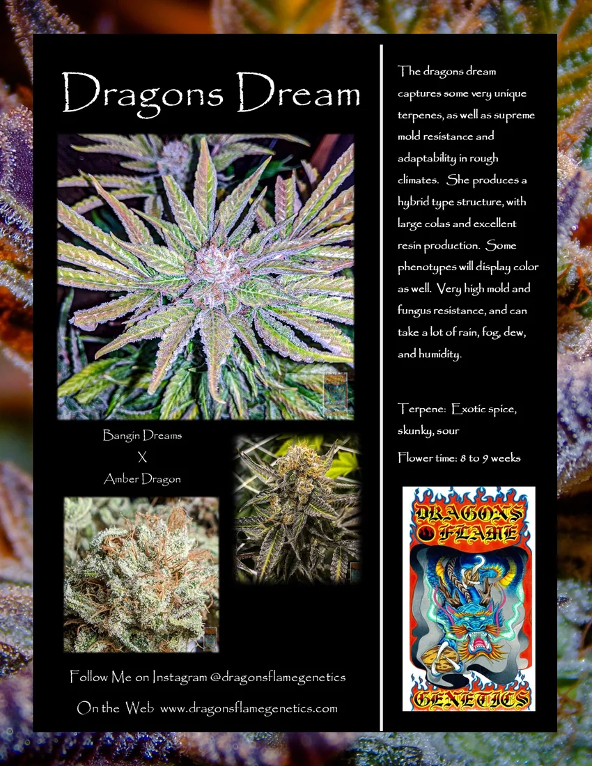 Dragons dream promo sheet