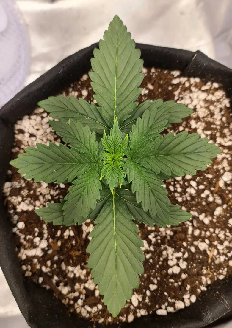 Early deficiency yellow tips and patches 2