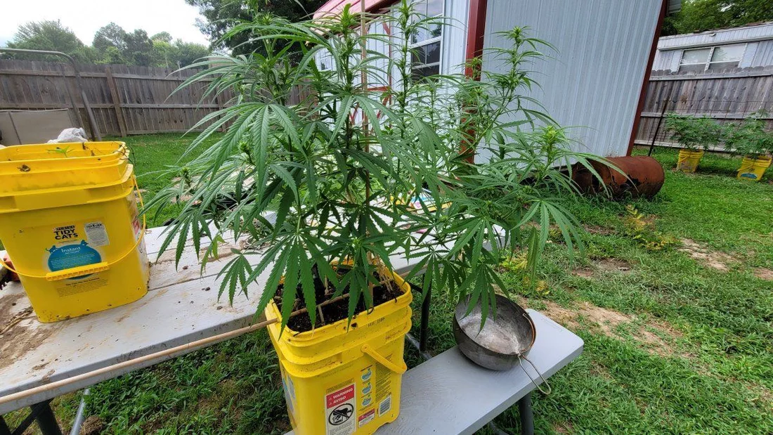 First grow budget outdoor tidy cat buckets 9