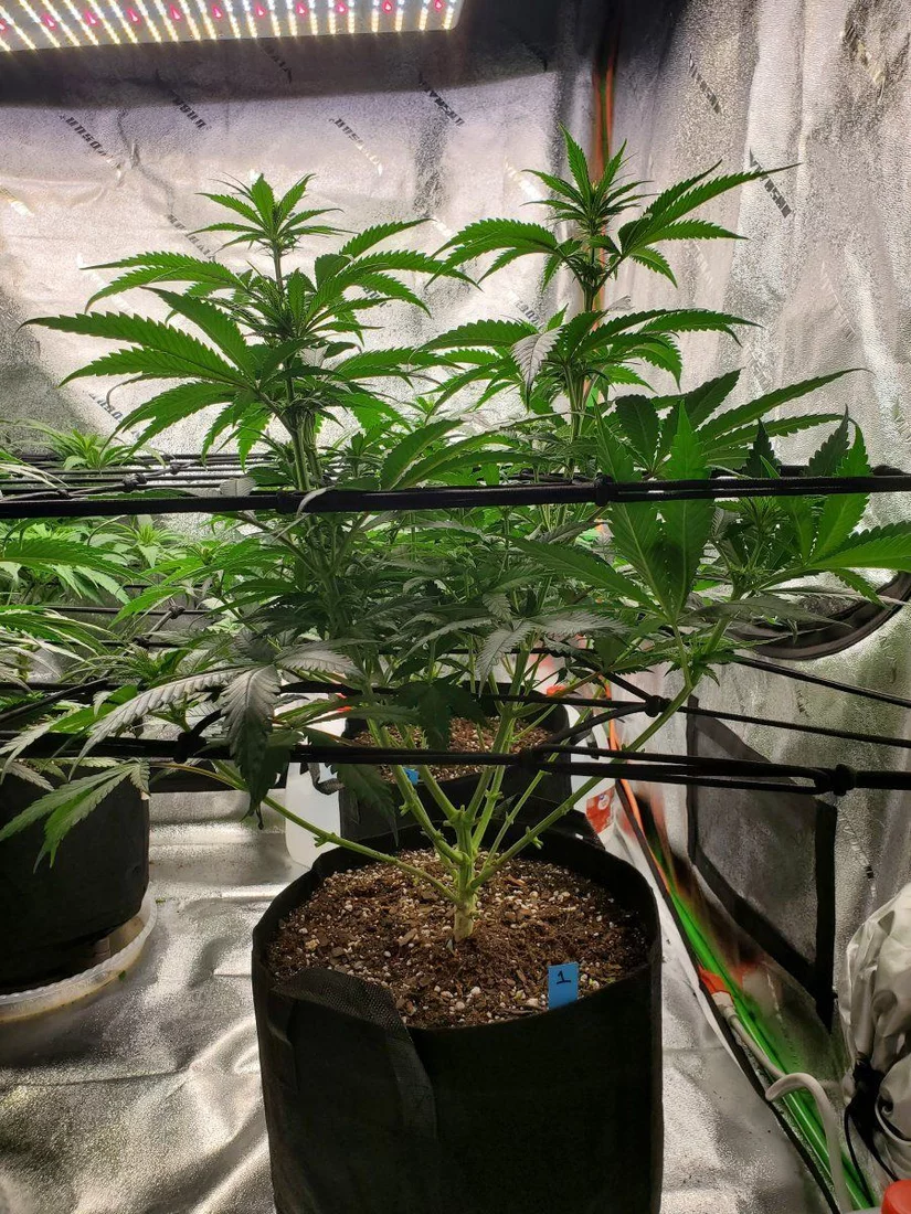 First grow   day 25 of flower 2