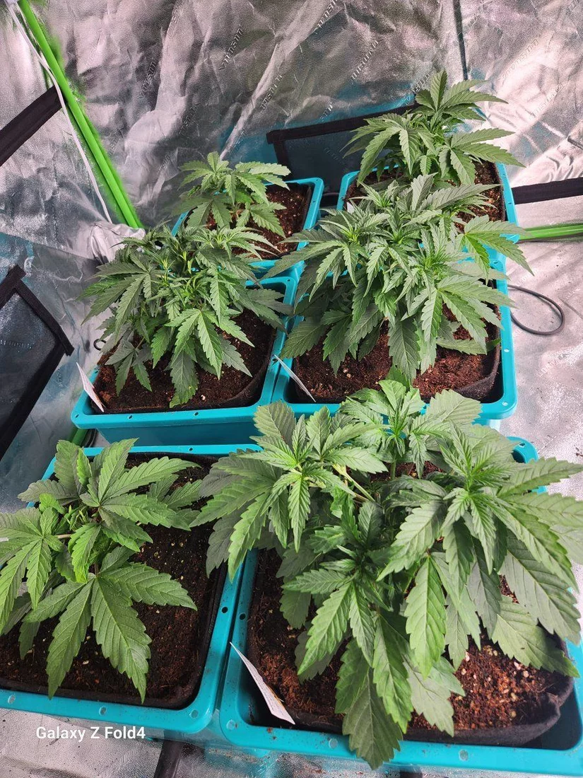 First grow i made it to day 17 having some issues with a few of my plants can anyone help 9