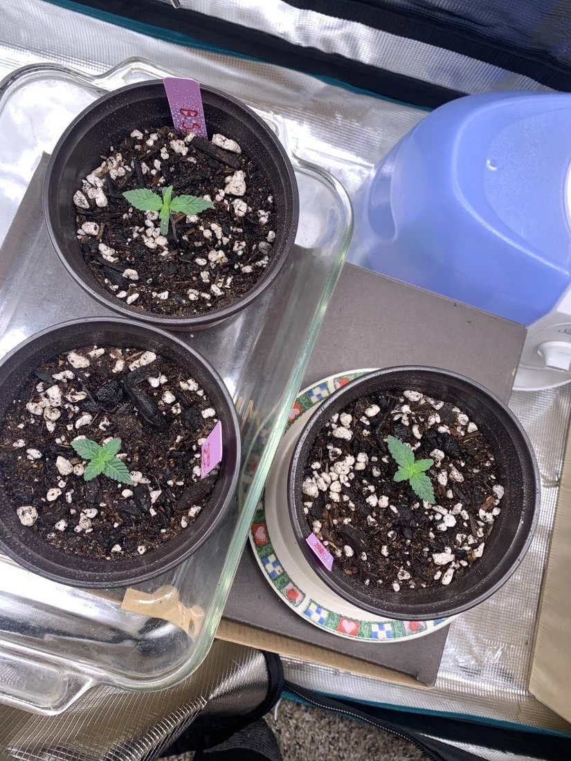 First grow need some help with these seedlings please