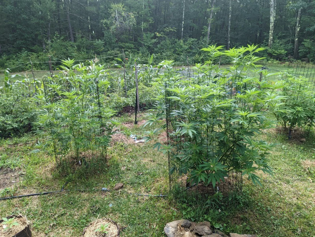 First grow outdoors in new england 4