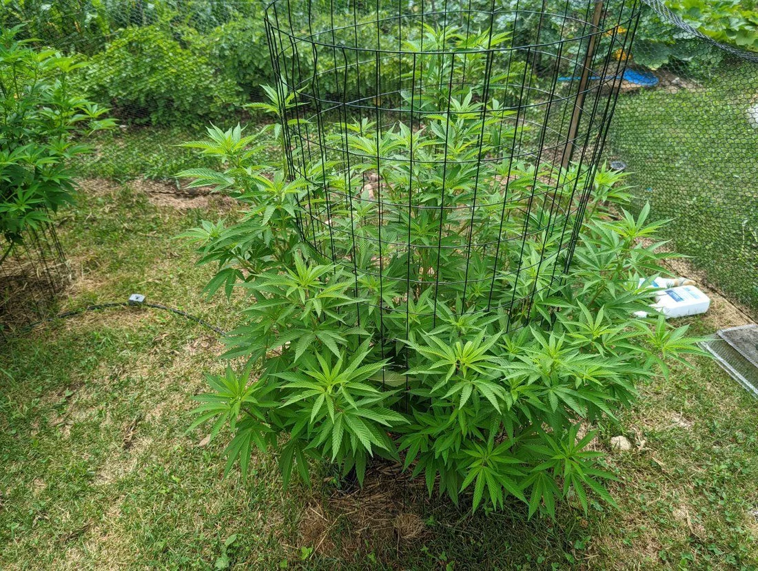 First grow outdoors in new england 7