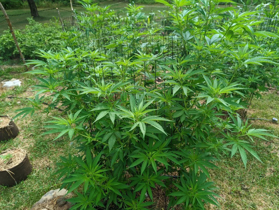First grow outdoors in new england 8