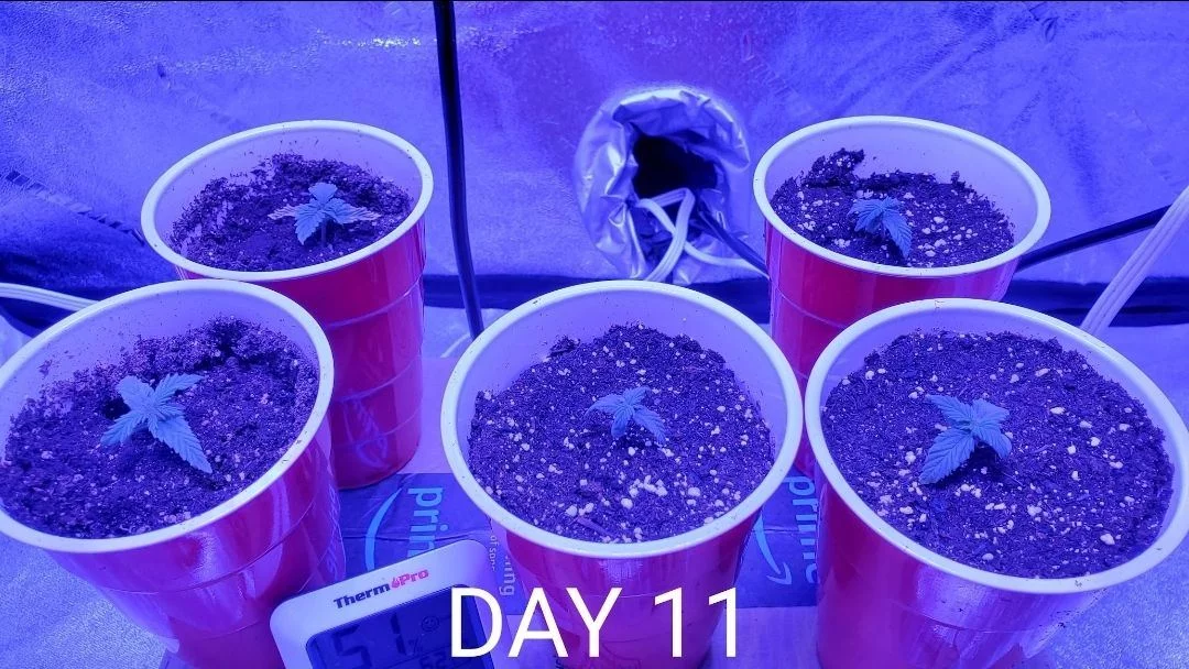 First grow seed to harvest 10