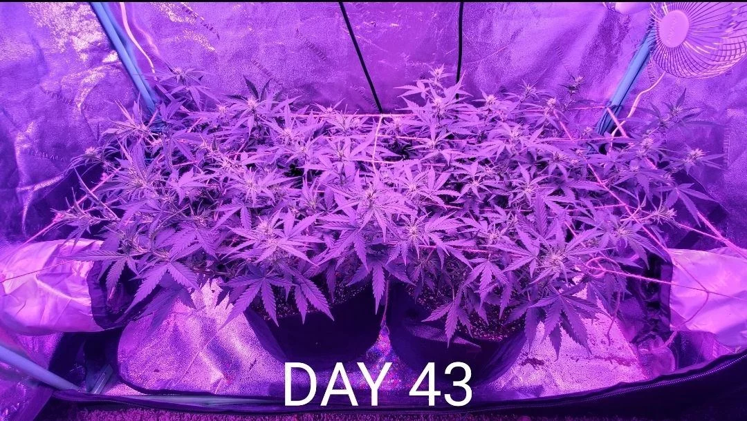 First grow seed to harvest 5