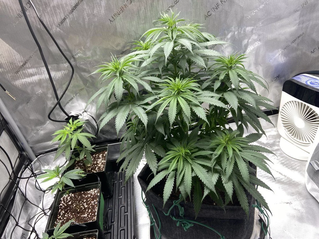 First run ever one auto from pyramid seeds and 2 clones from nineleafclover hope im doing ok a