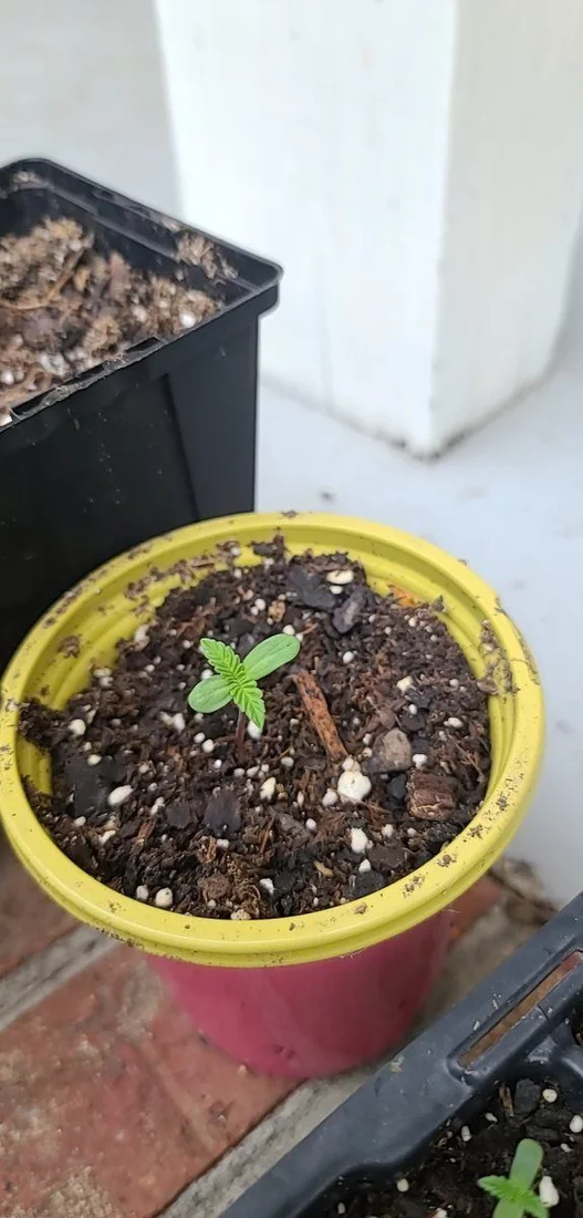 First time grow diary outdoor 3