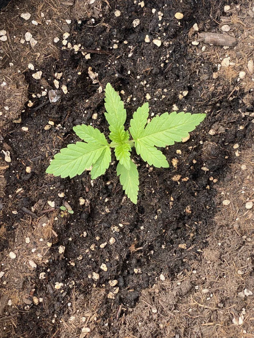 First time grow help needed