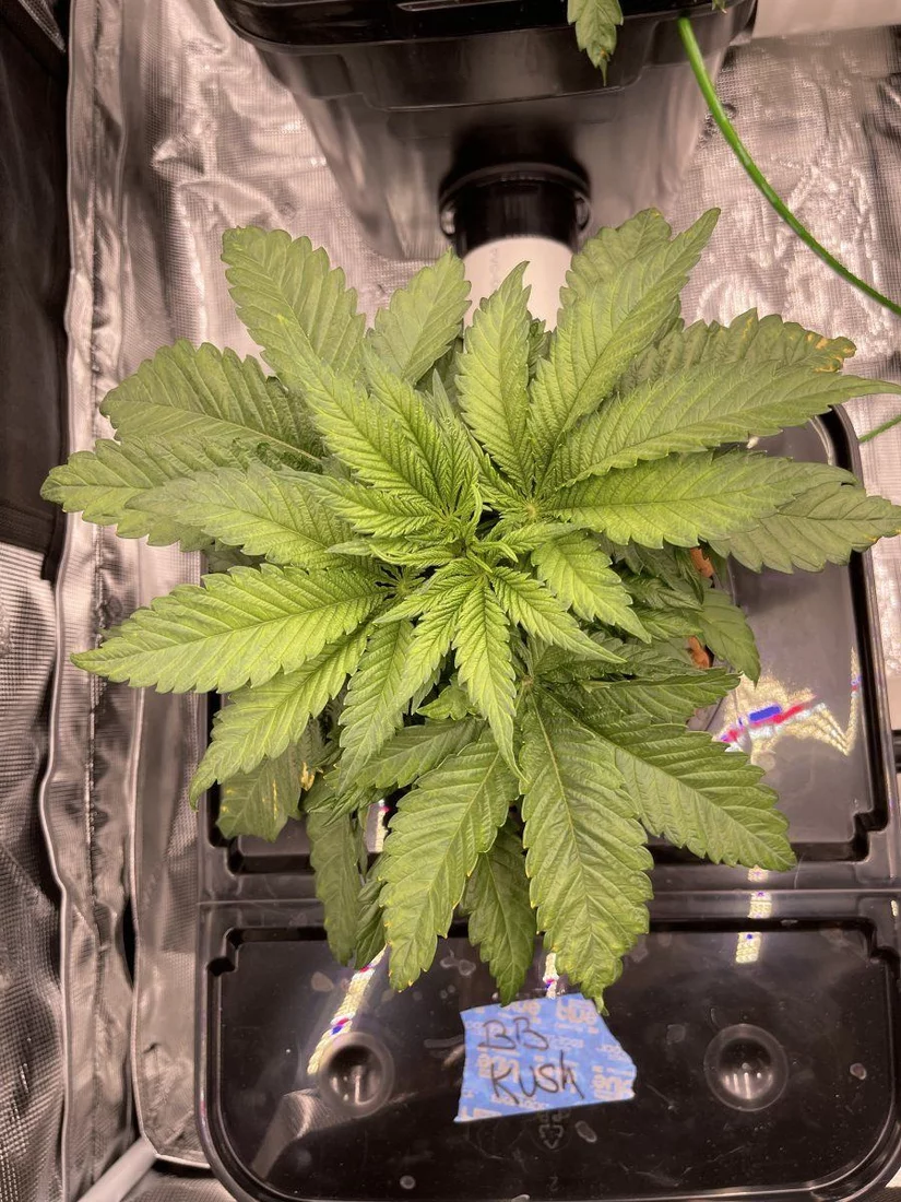 First time grow looking for advice 6