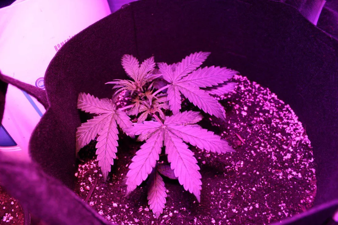 First time grow progress pictures   1021 2