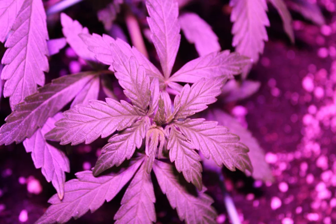 First time grow progress pictures   1021 4