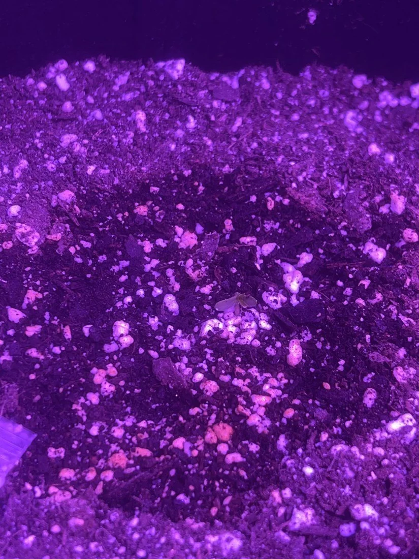First time grower  auto flower coco loco 2