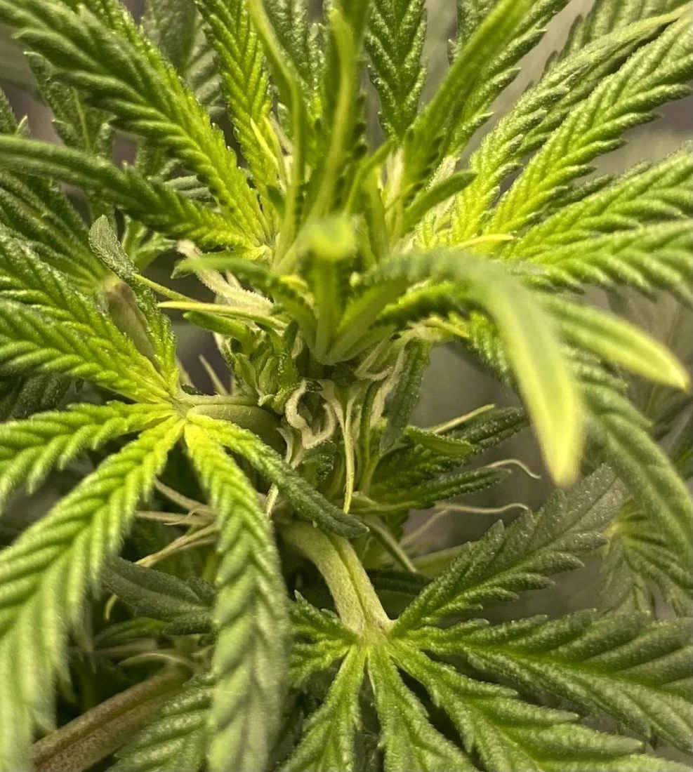 First time grower pistols growing and possible preflower in veg stage for photoperiod 2