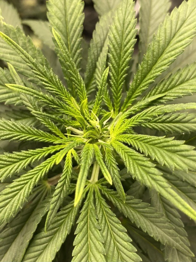 First time grower pistols growing and possible preflower in veg stage for photoperiod 3