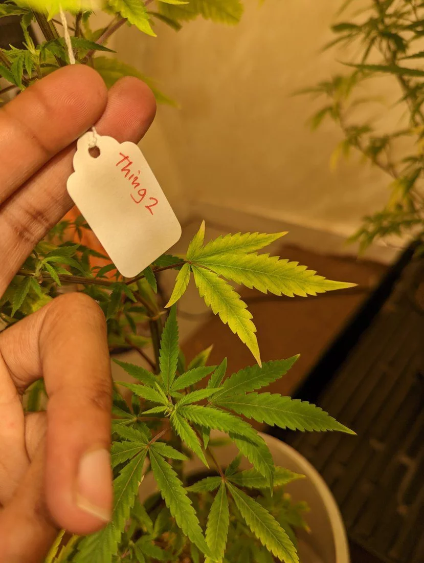First time grower using notg also my clones are unknown 2