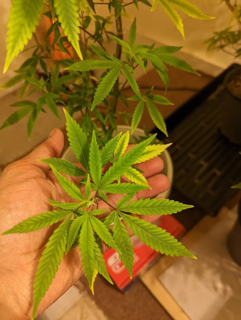 First time grower using notg also my clones are unknown 3