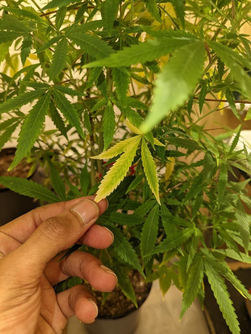 First time grower using notg also my clones are unknown 4