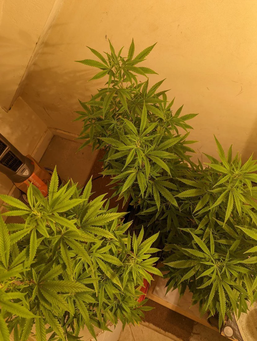 First time grower using notg also my clones are unknown