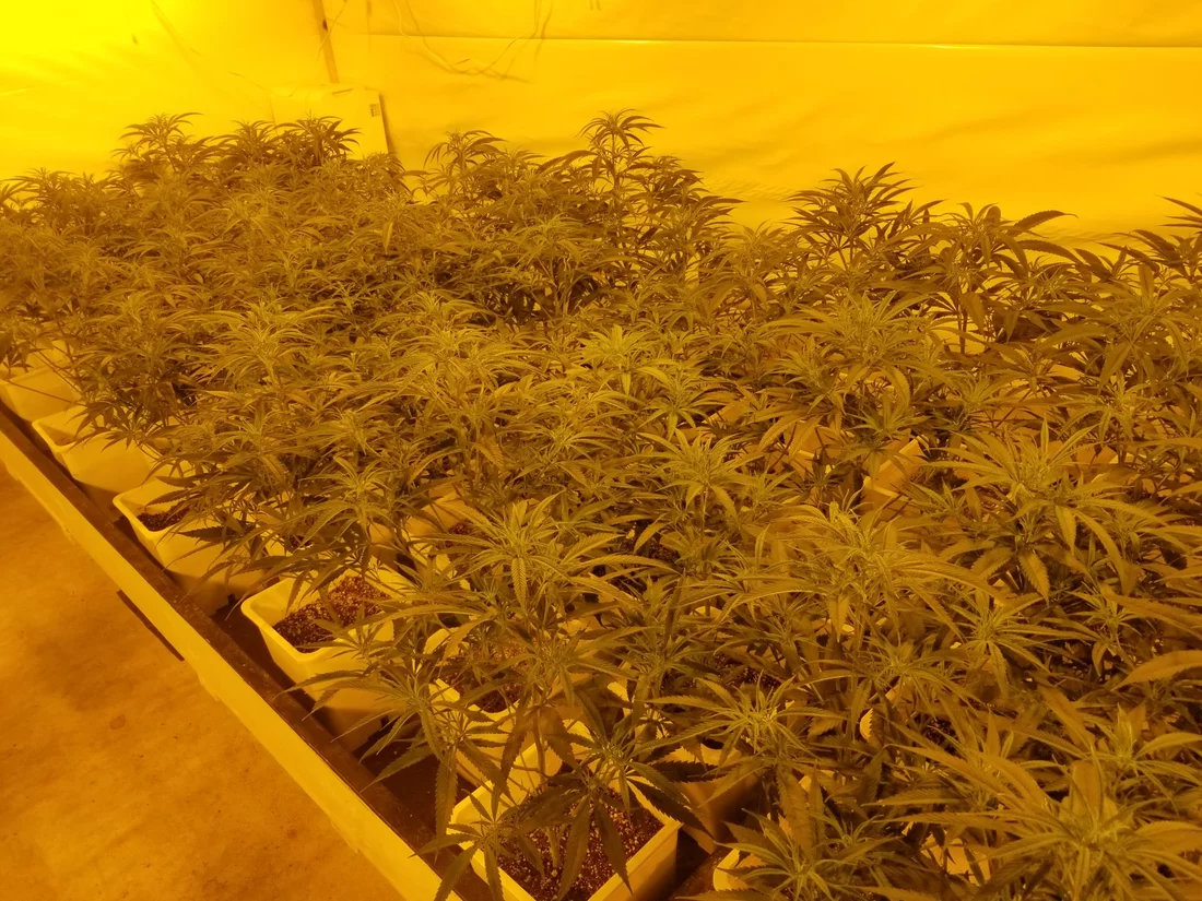 First time growing on my own lookin for criticism and advice 5
