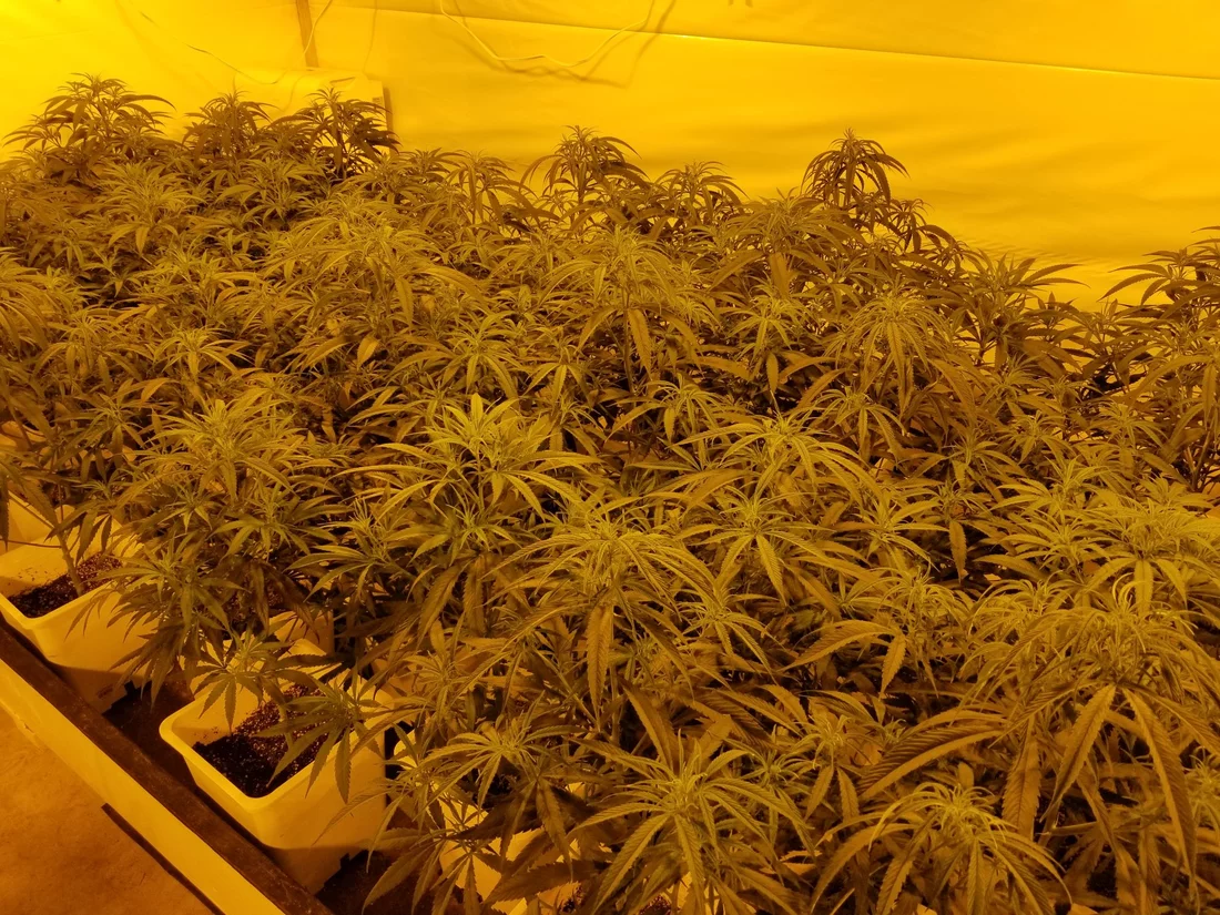 First time growing on my own lookin for criticism and advice 8