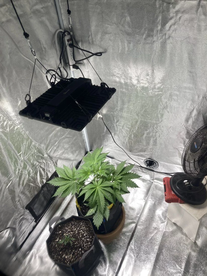 First time growing with decent quality products 5x5x96 tent 10