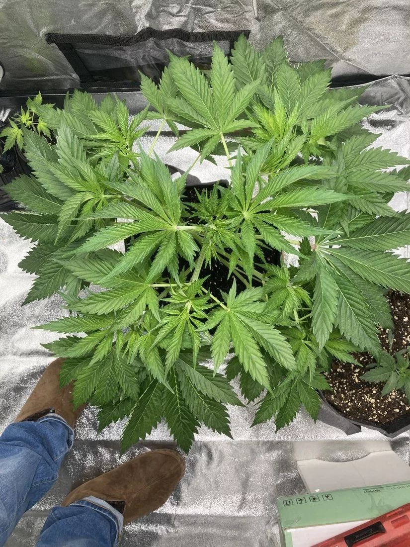 First time growing with decent quality products 5x5x96 tent 14
