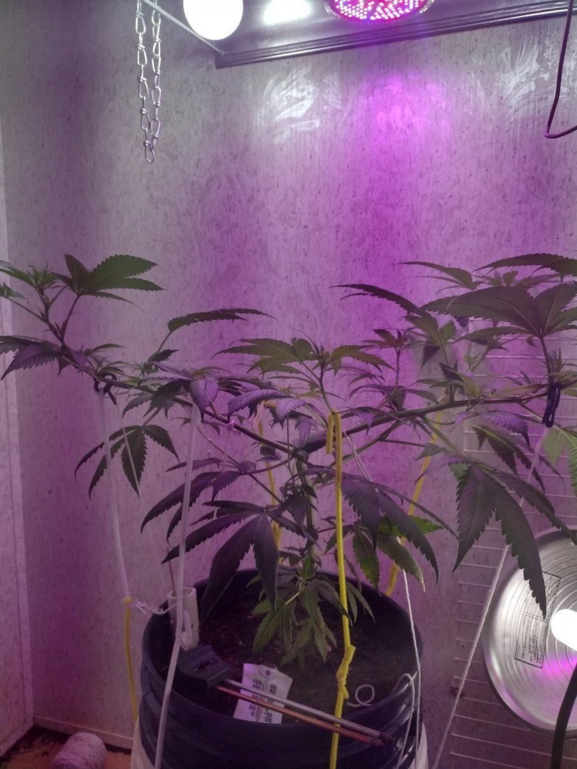First time inside grow need a little advice