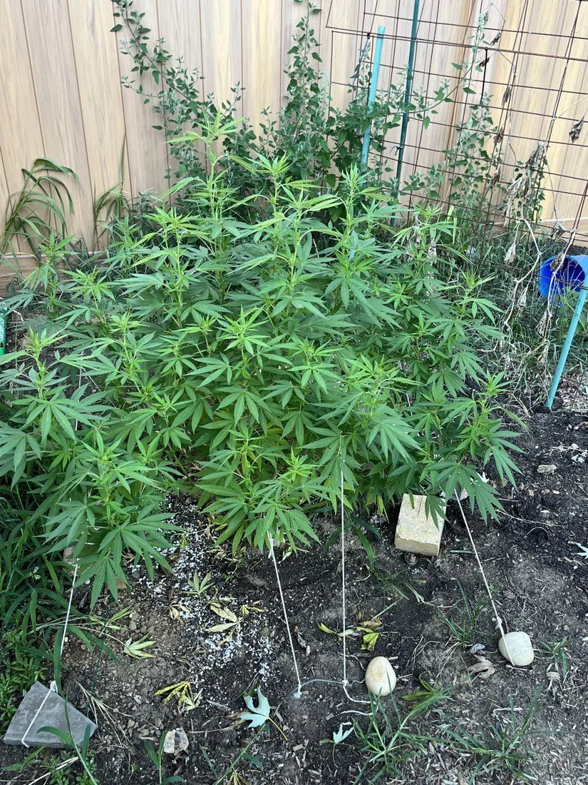 First timer   outdoor grow 3