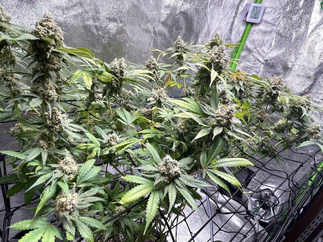 Gdp first plant grow diary 12