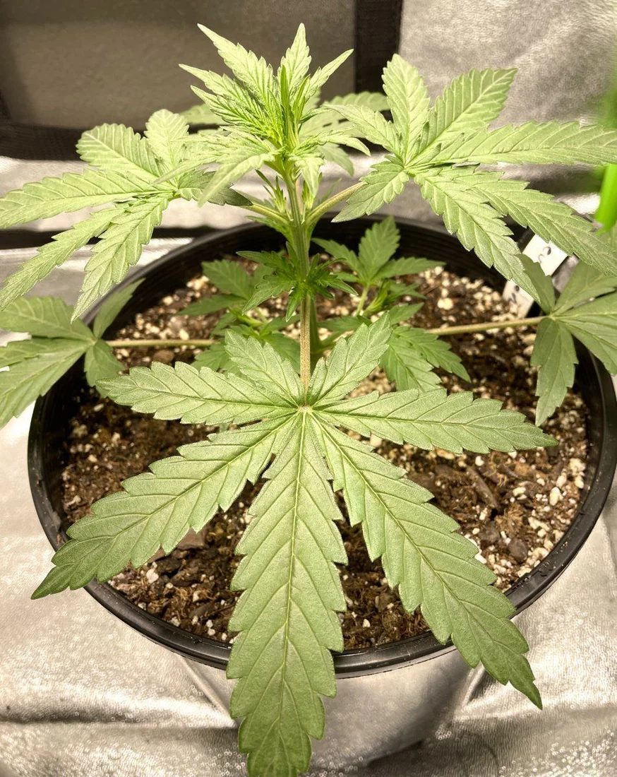 Gdp first plant grow diary 2