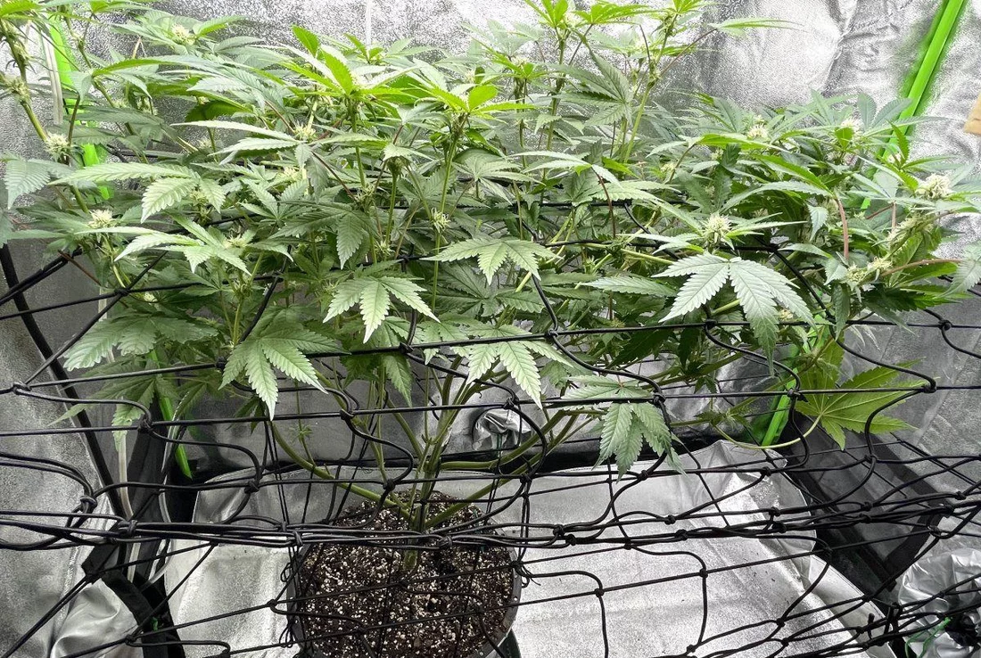 Gdp first plant grow diary 4