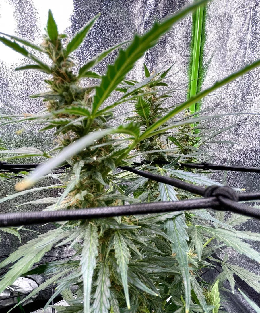 Gdp first plant grow diary 5