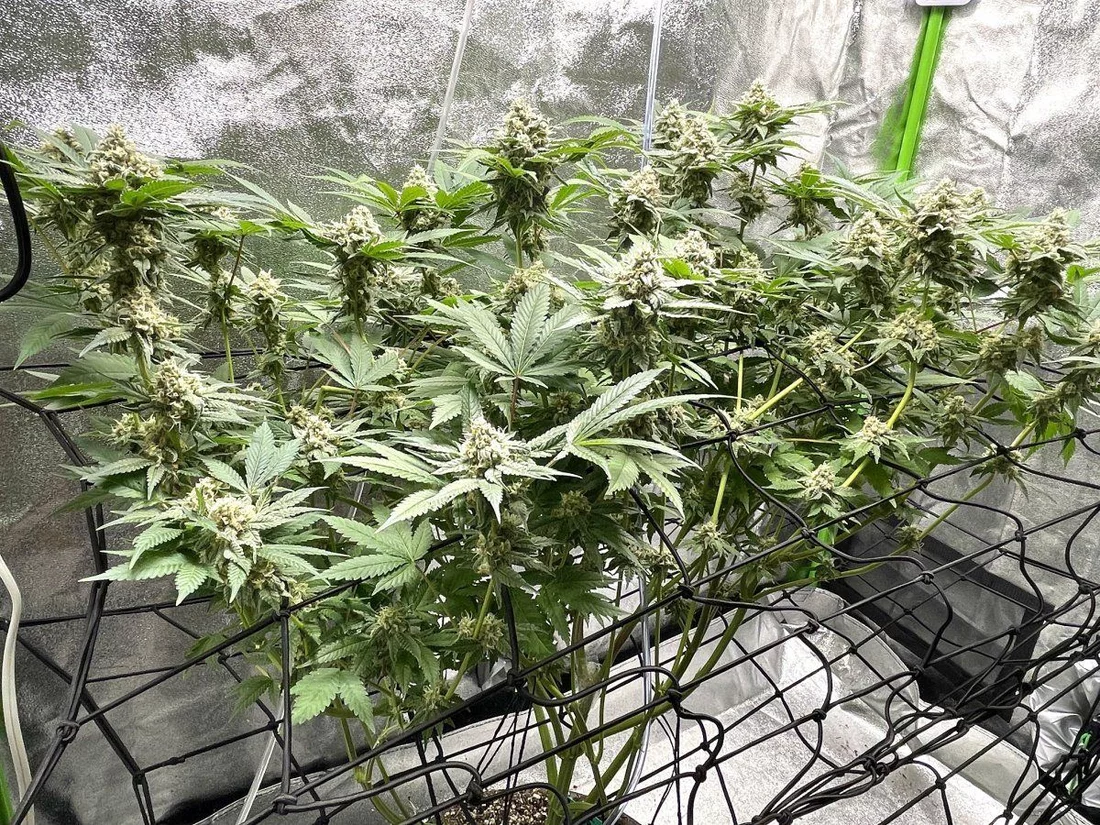 Gdp first plant grow diary 7