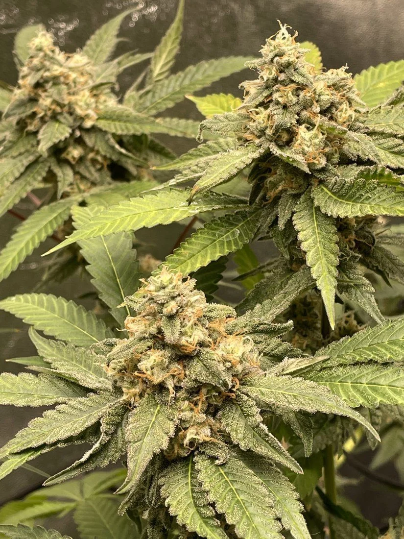 Gdp first plant grow diary 8