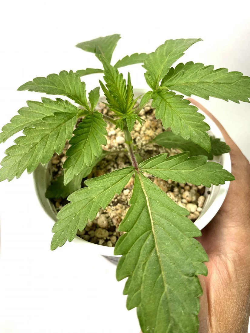 Gdp first plant grow diary