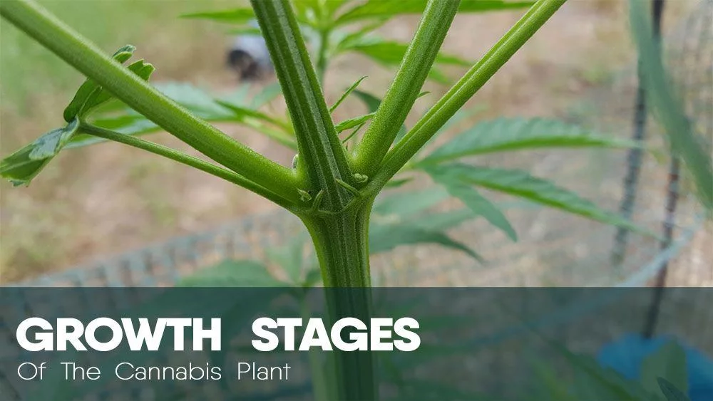 Growth stages of cannabis marijuana plants