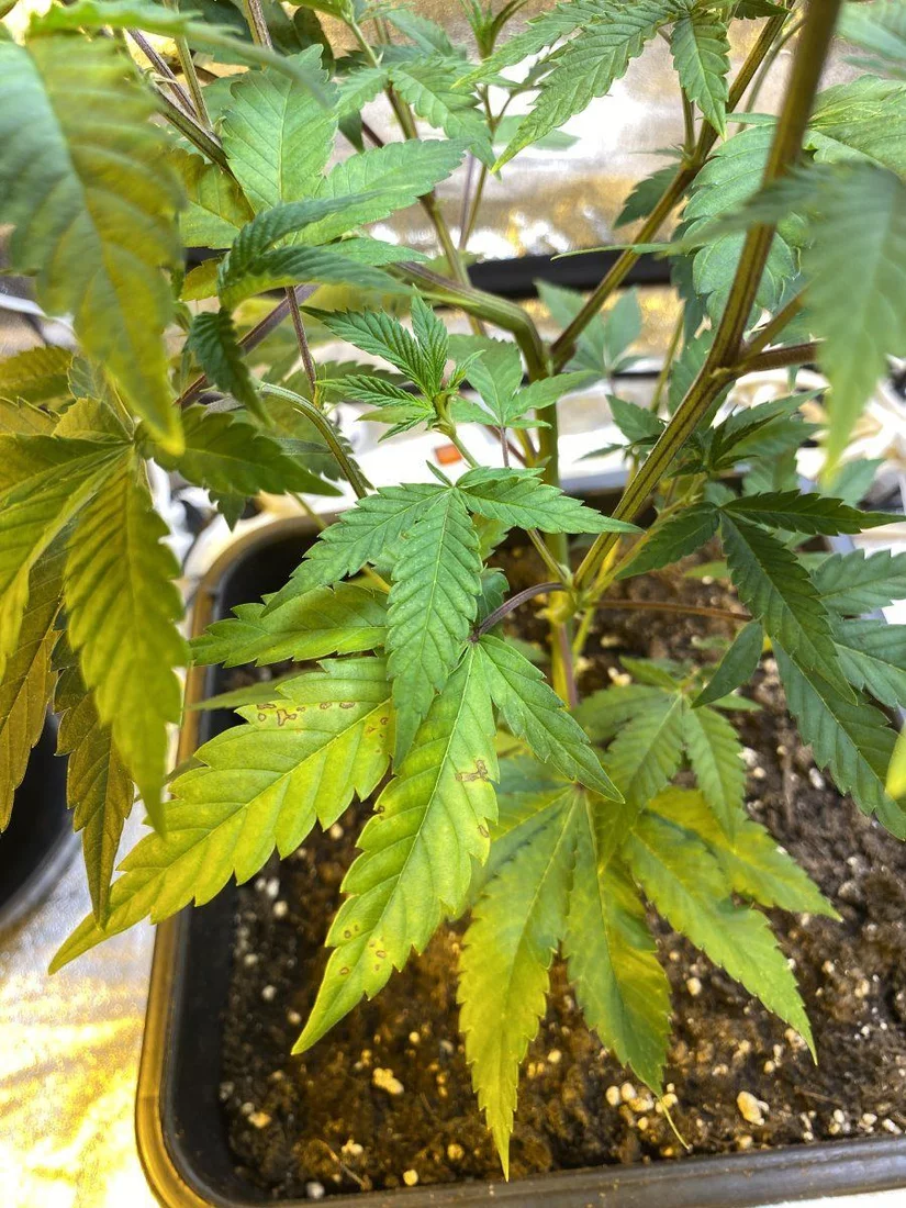 Help needed pale green yellowish new growth purple stems and petioles pictures 3