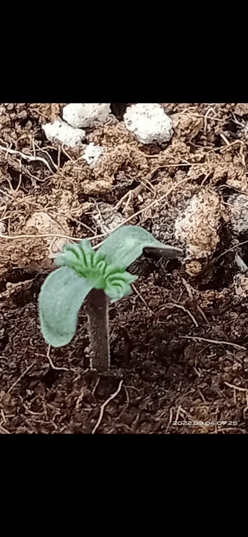 Help please slow growing seedlings 3